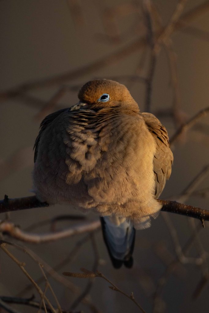 Mourning Dove sitting on a tree branch.