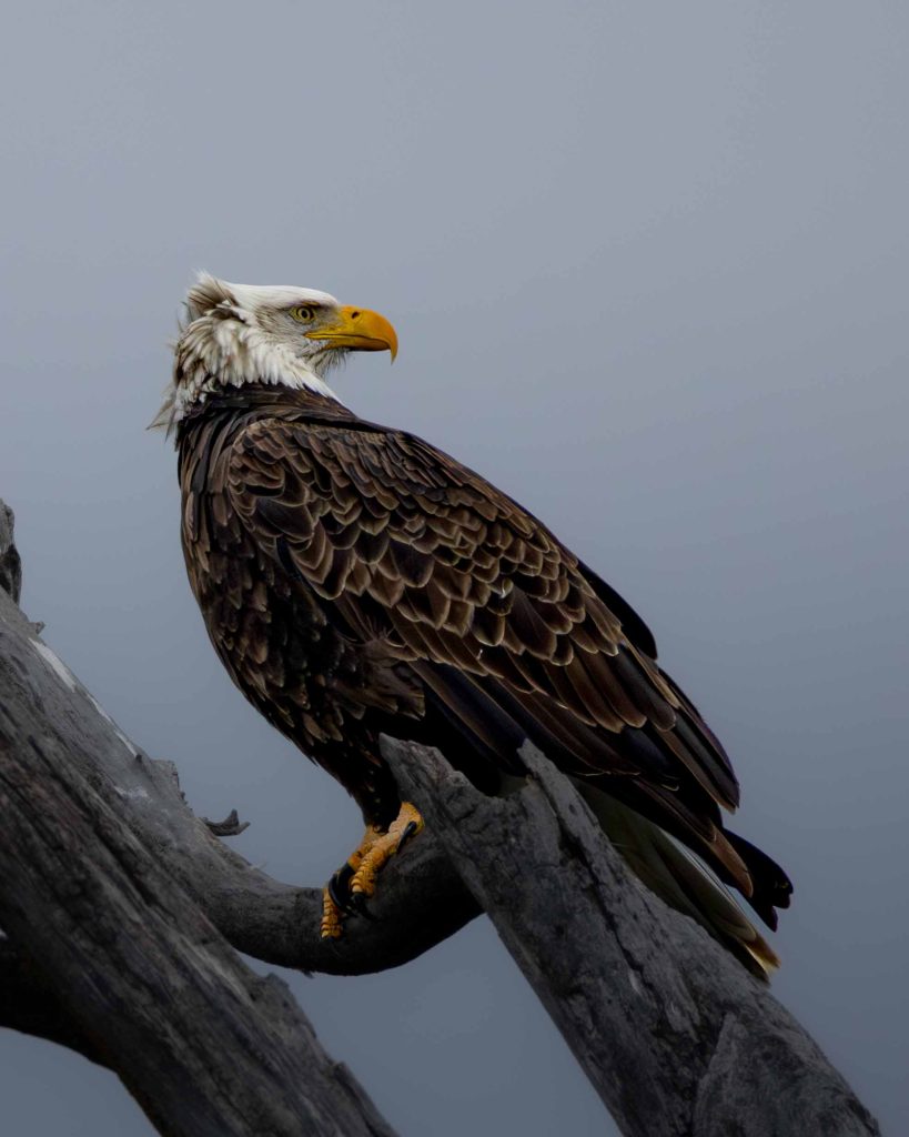 A Bald Eagle perched on a tree branch.
